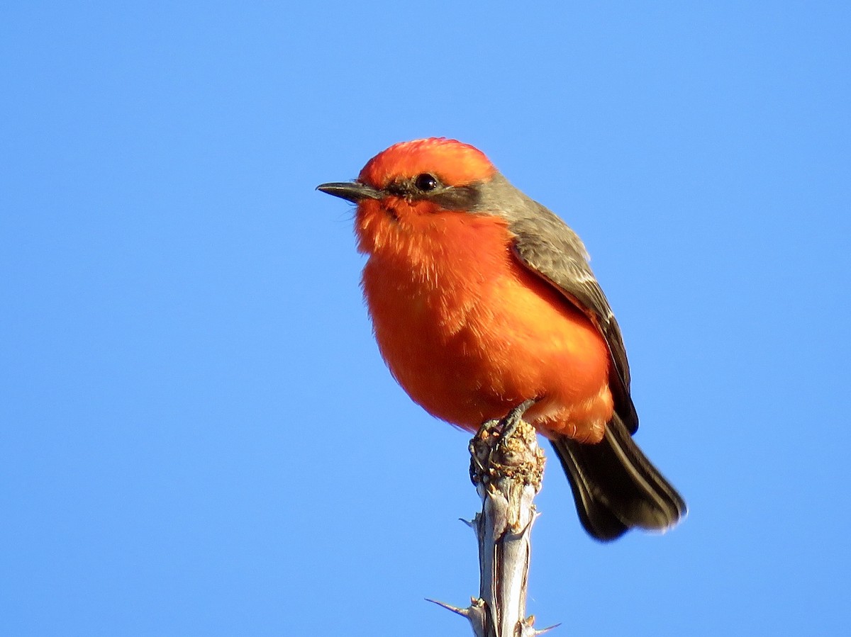 Vermilion Flycatcher - Benjamin Murphy