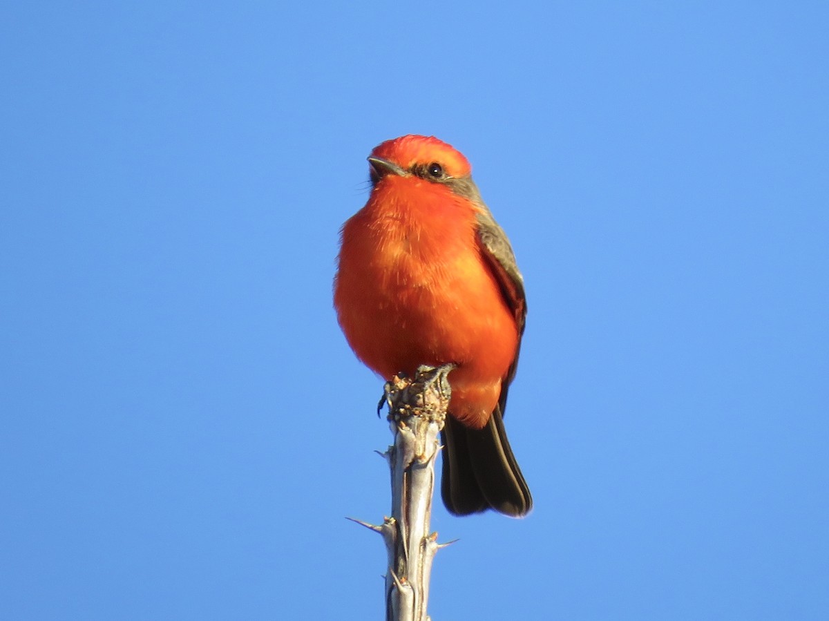 Vermilion Flycatcher - ML137467231