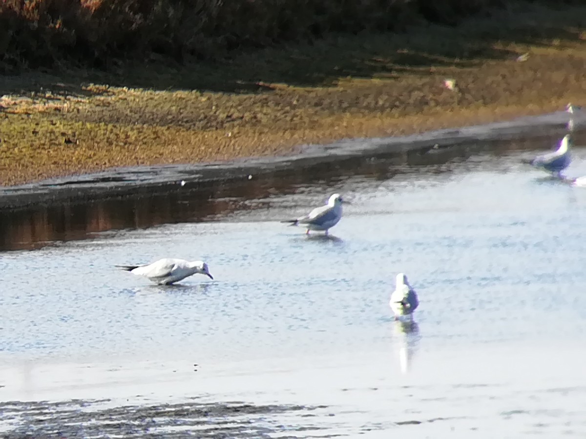 Black-headed Gull - Nelson Conceição