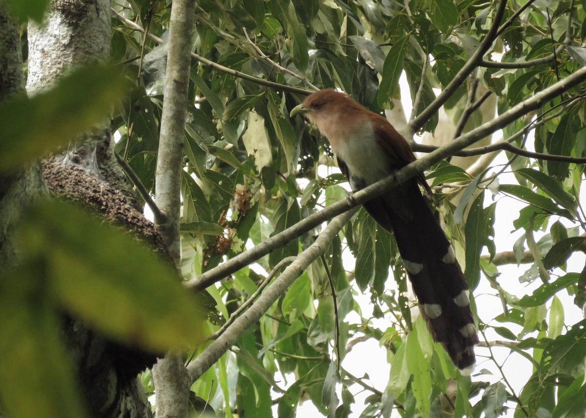 Squirrel Cuckoo (Amazonian) - ML137468141