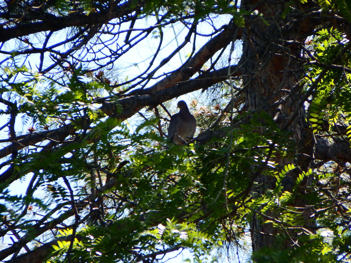 Band-tailed Pigeon - ML137469781