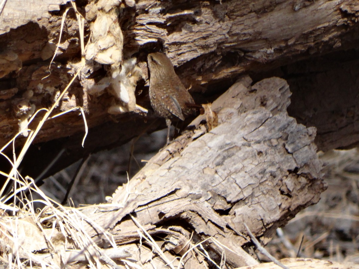 Winter Wren - Janine McCabe