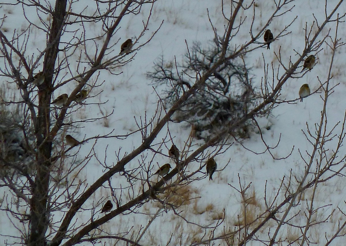 American Goldfinch - ML137471381