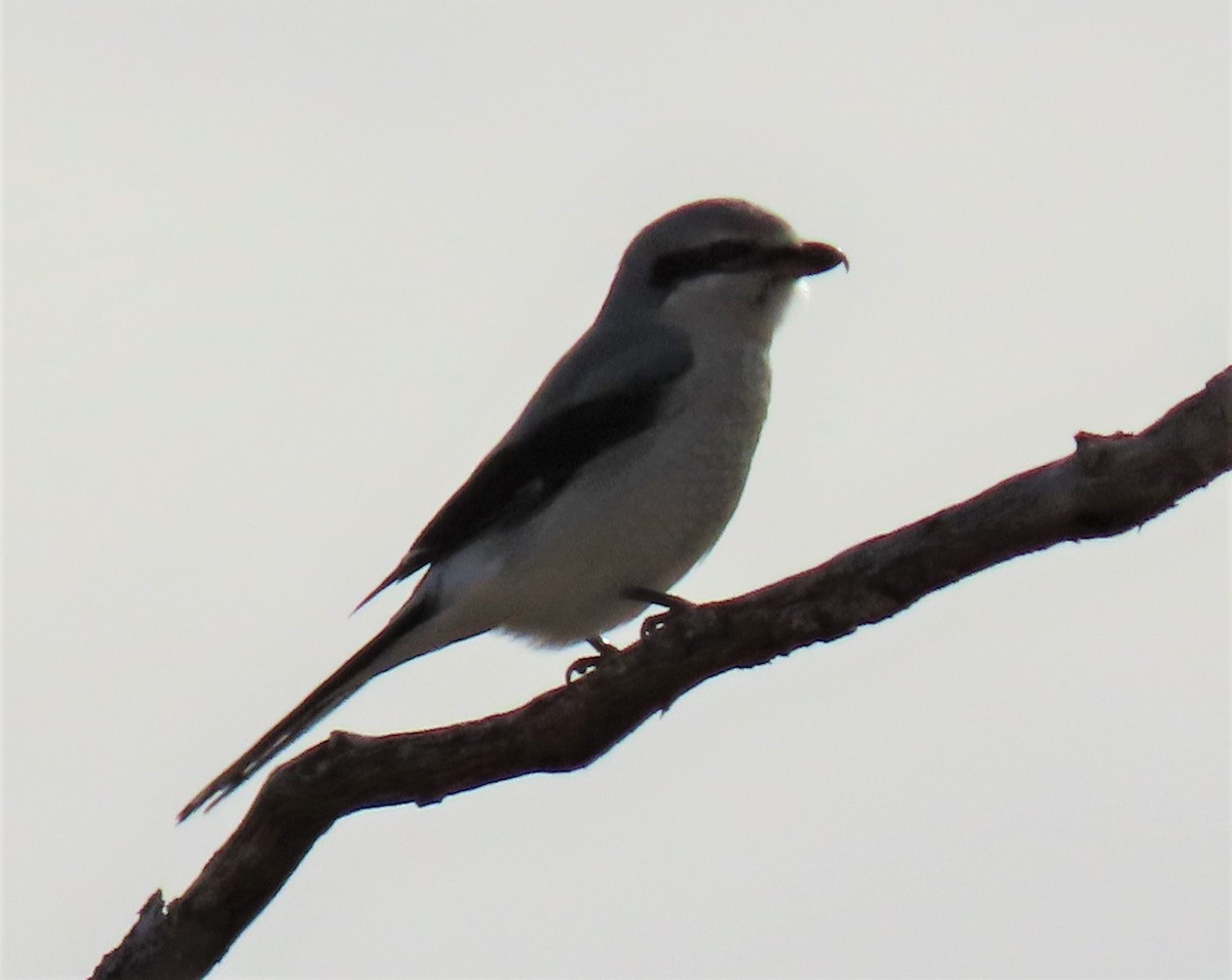 Northern Shrike - ML137472171