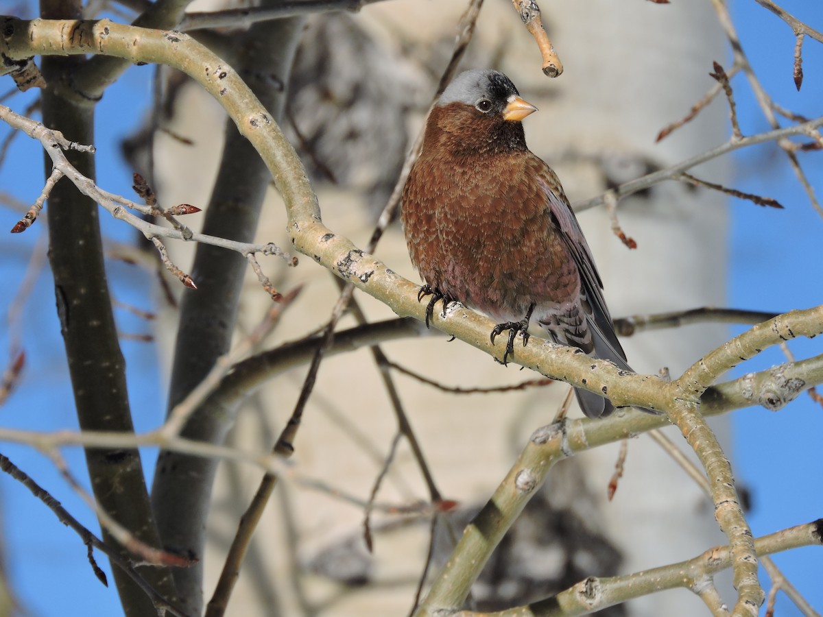 Gray-crowned Rosy-Finch - ML137472191