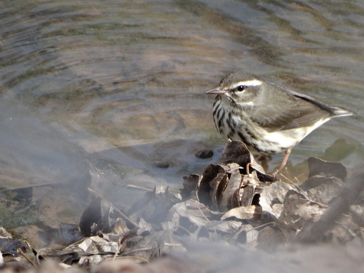 Louisiana Waterthrush - Janine McCabe