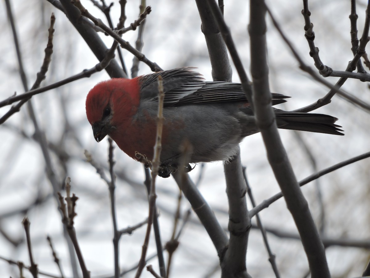 Pine Grosbeak - ML137473431