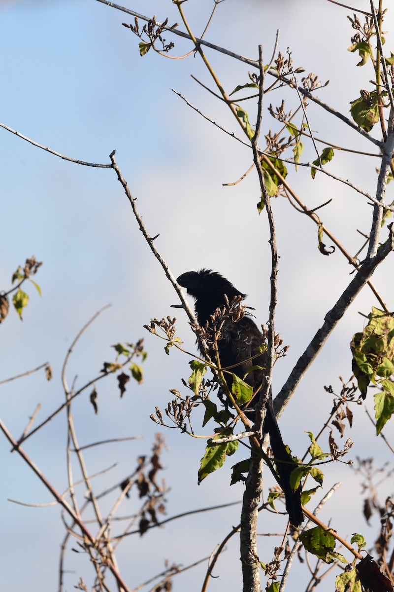 Smooth-billed Ani - ML137473661