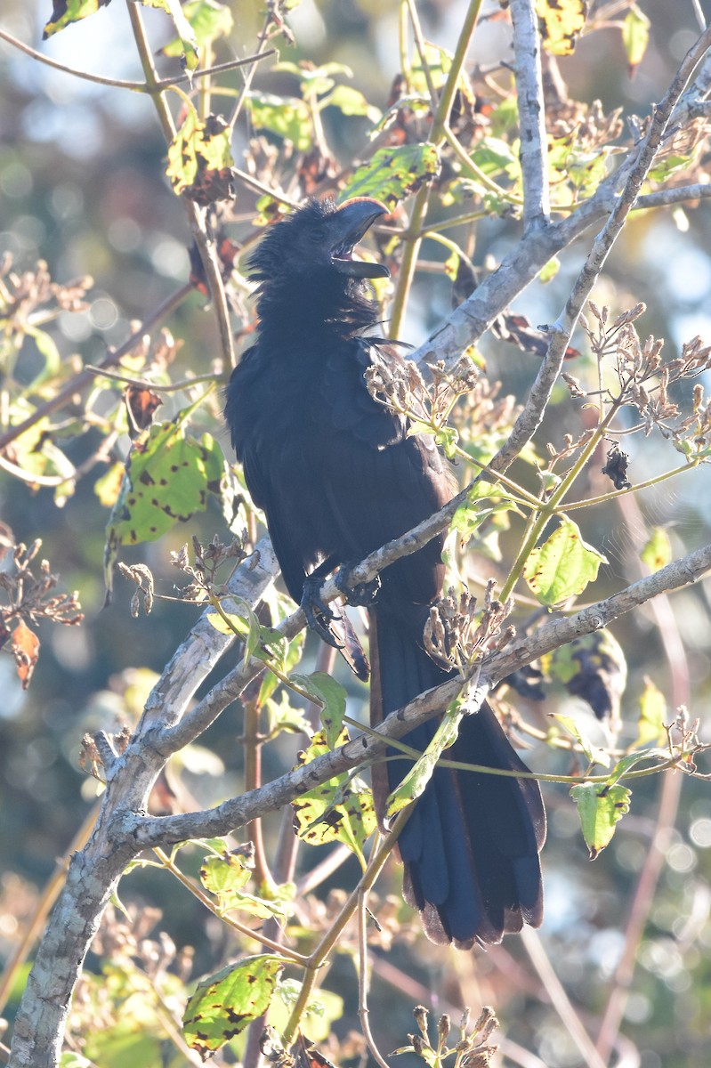 Smooth-billed Ani - ML137473741