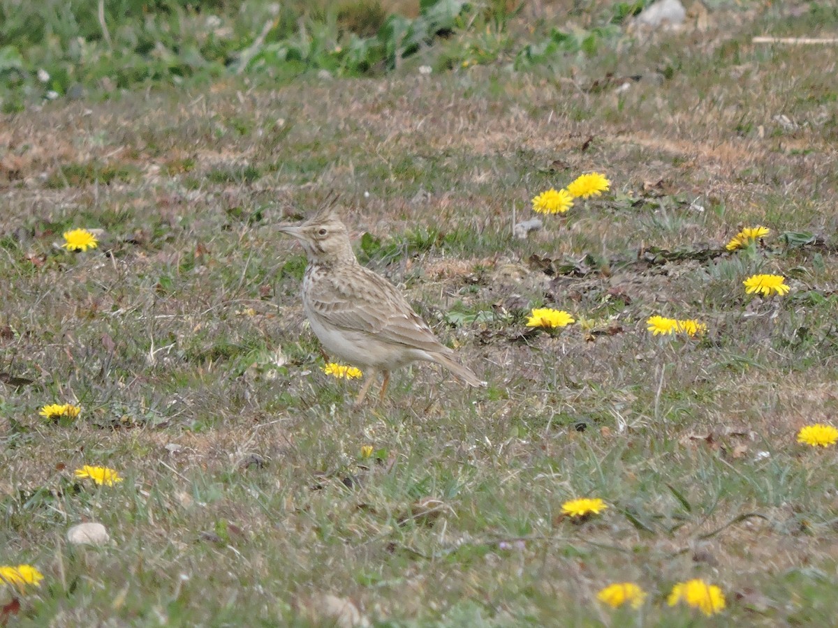 Cochevis huppé - ML137473841