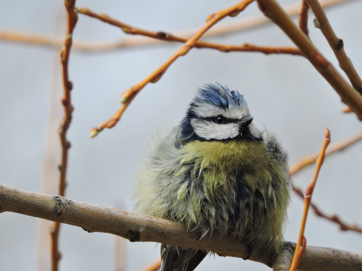 Mésange bleue - ML137473991