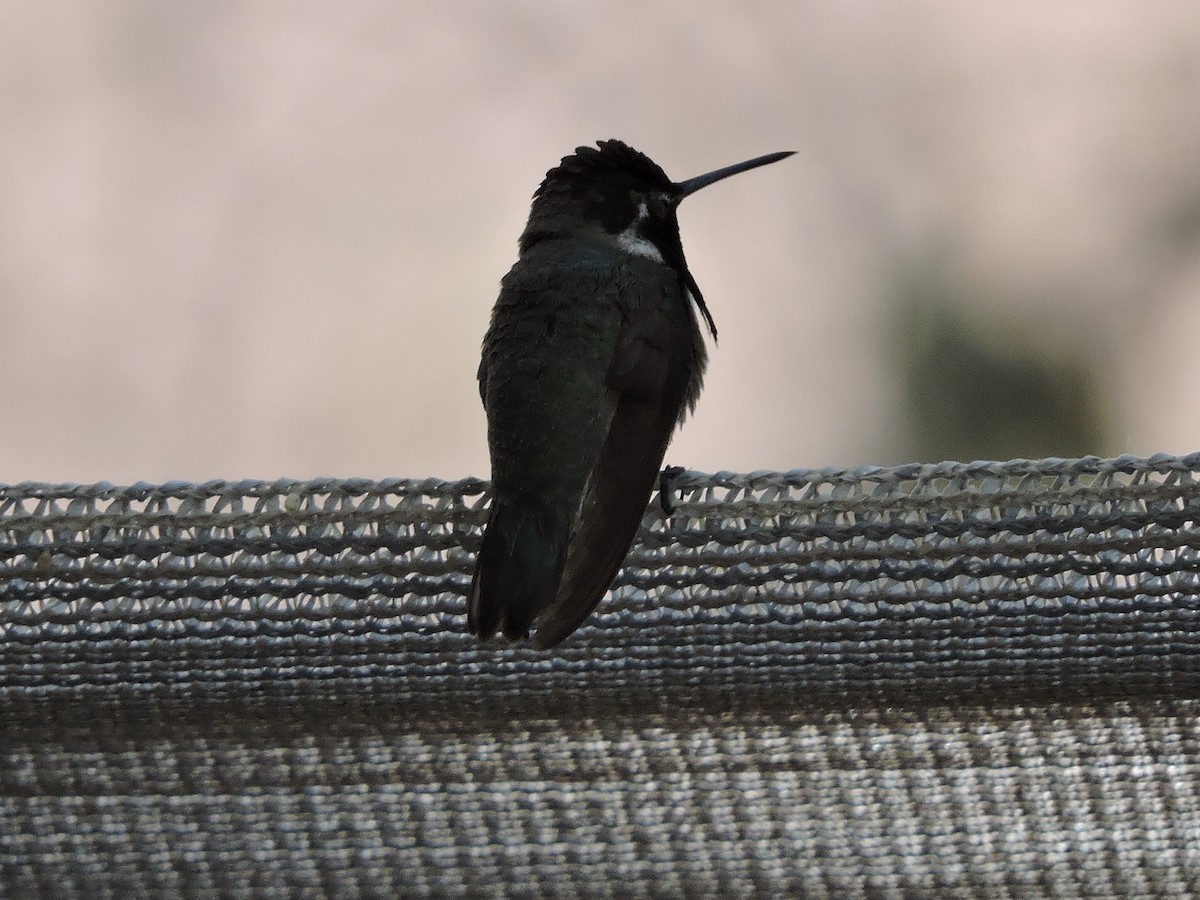 Costa's Hummingbird - ML137474971