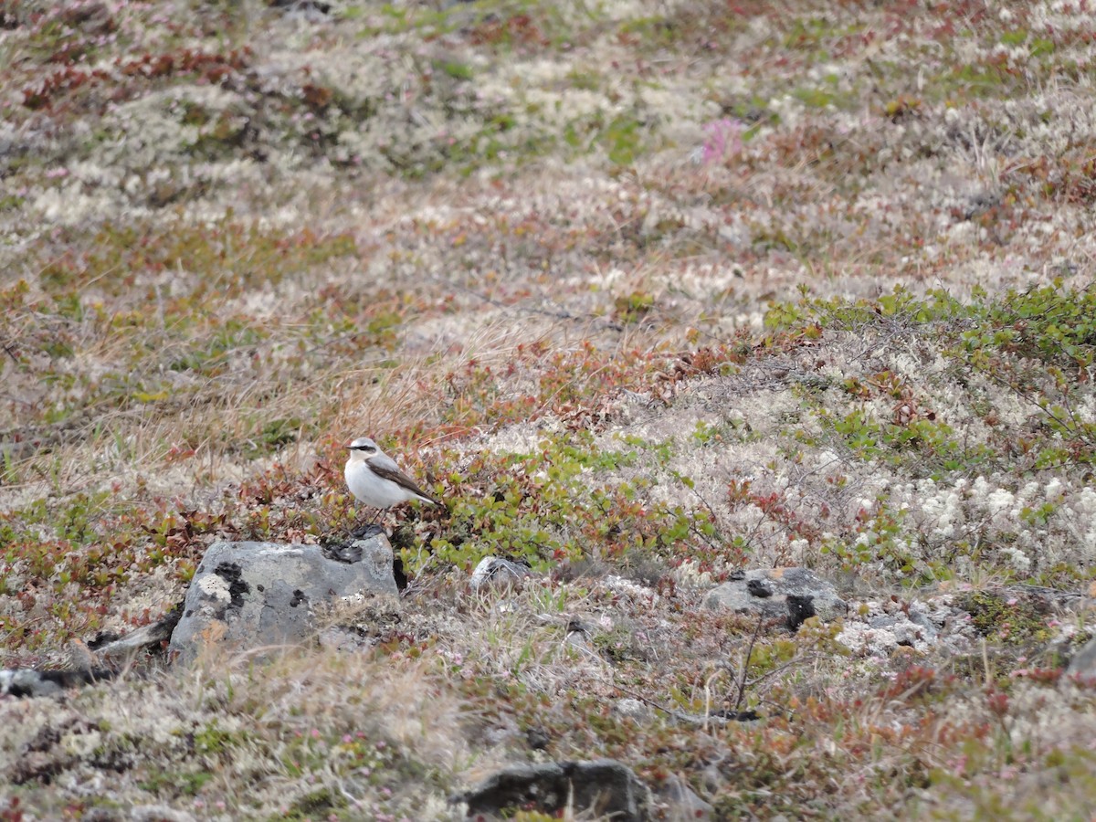 Northern Wheatear - ML137476181