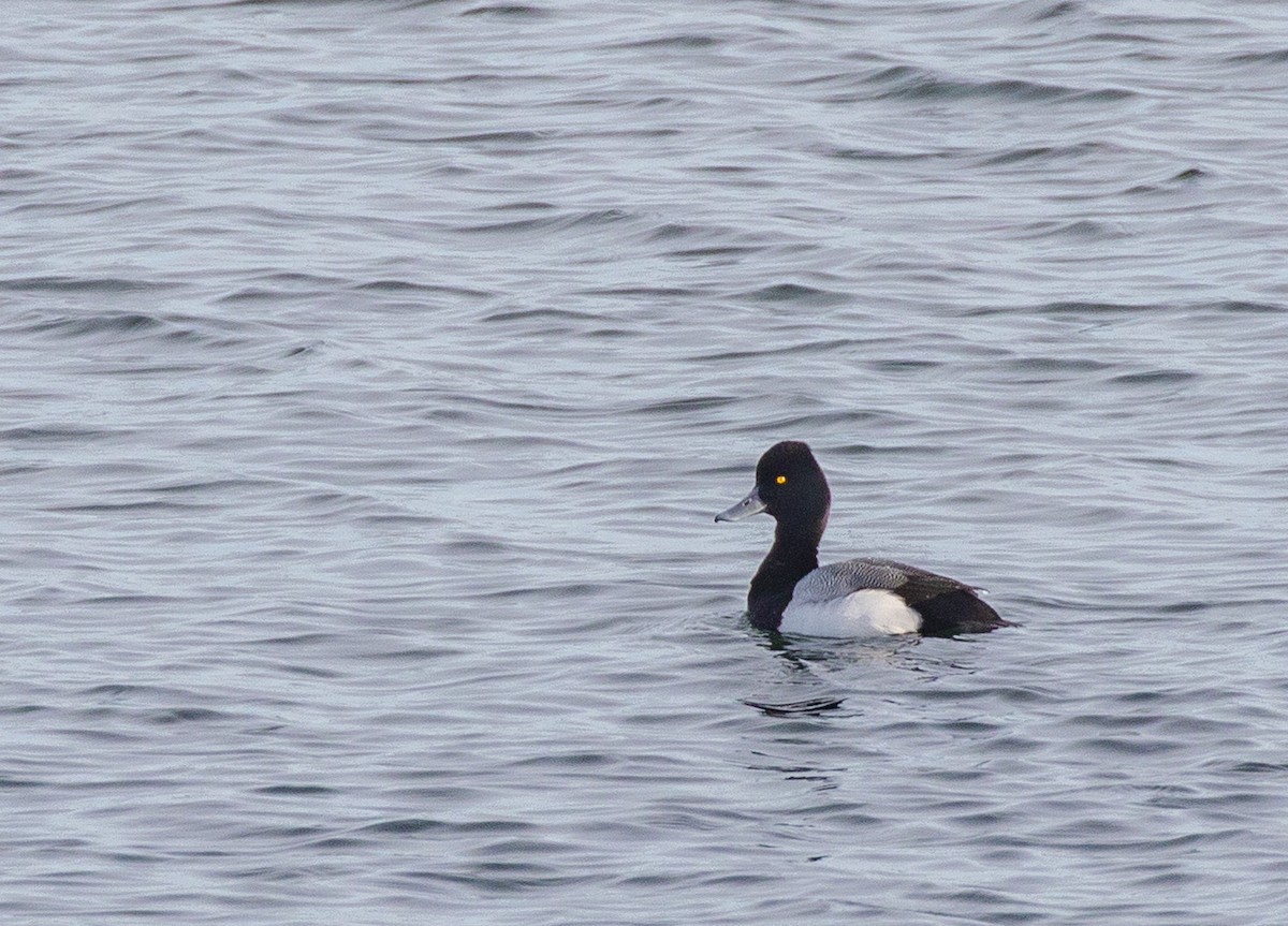 Lesser Scaup - Anonymous