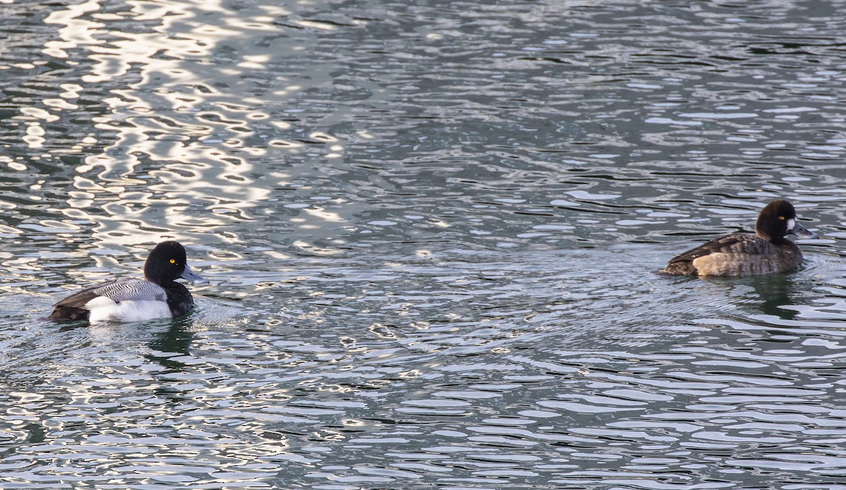 Greater Scaup - Neil Dowling