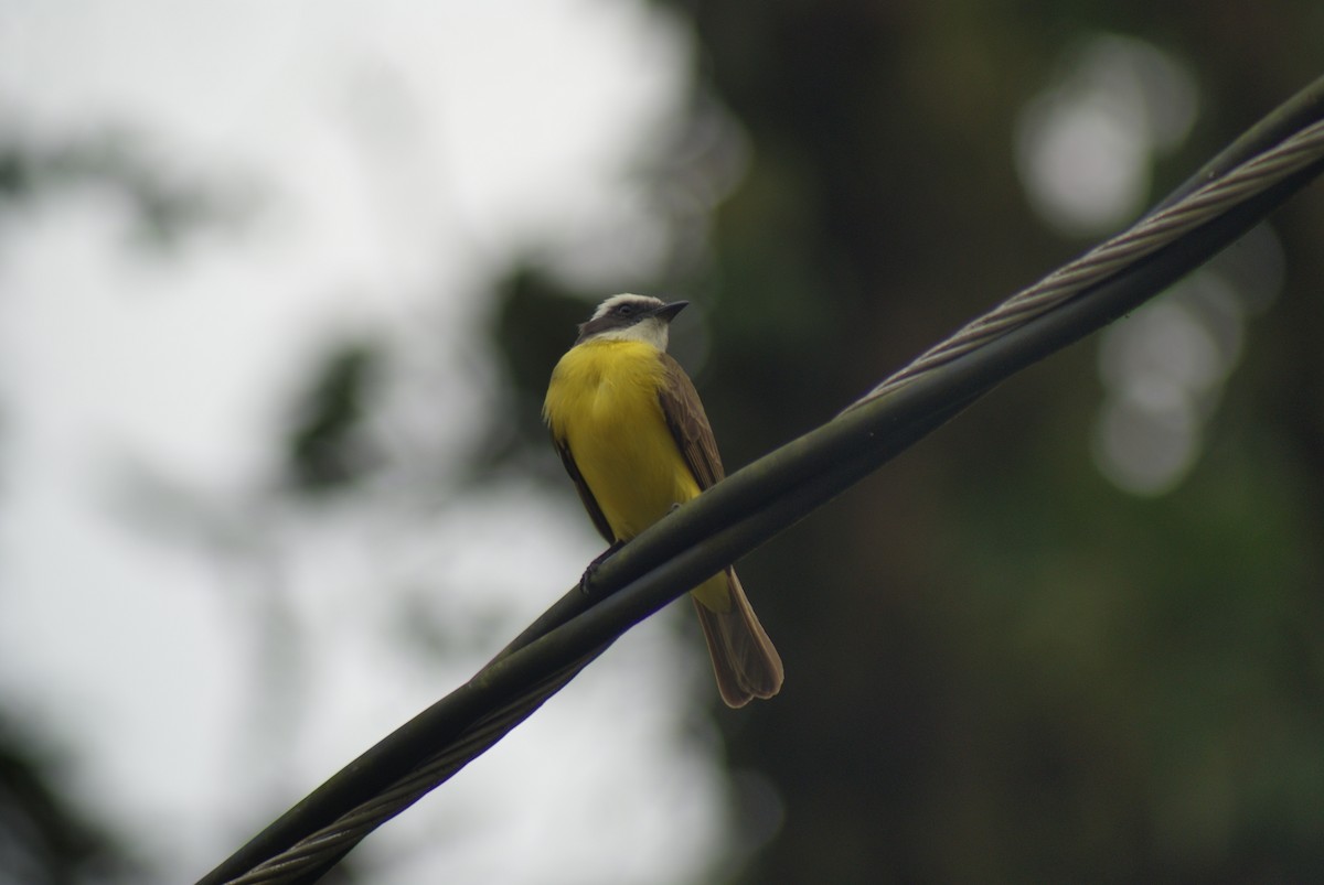 Social Flycatcher - ML137477841