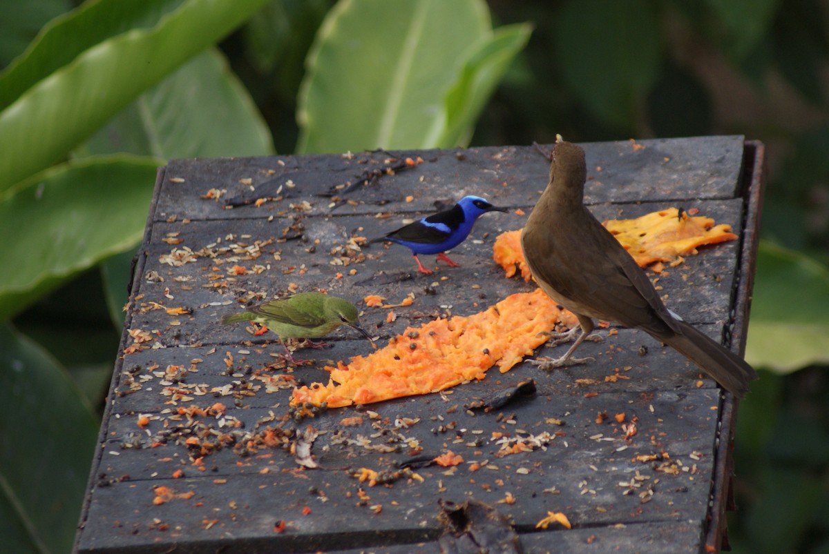 Red-legged Honeycreeper - ML137478061