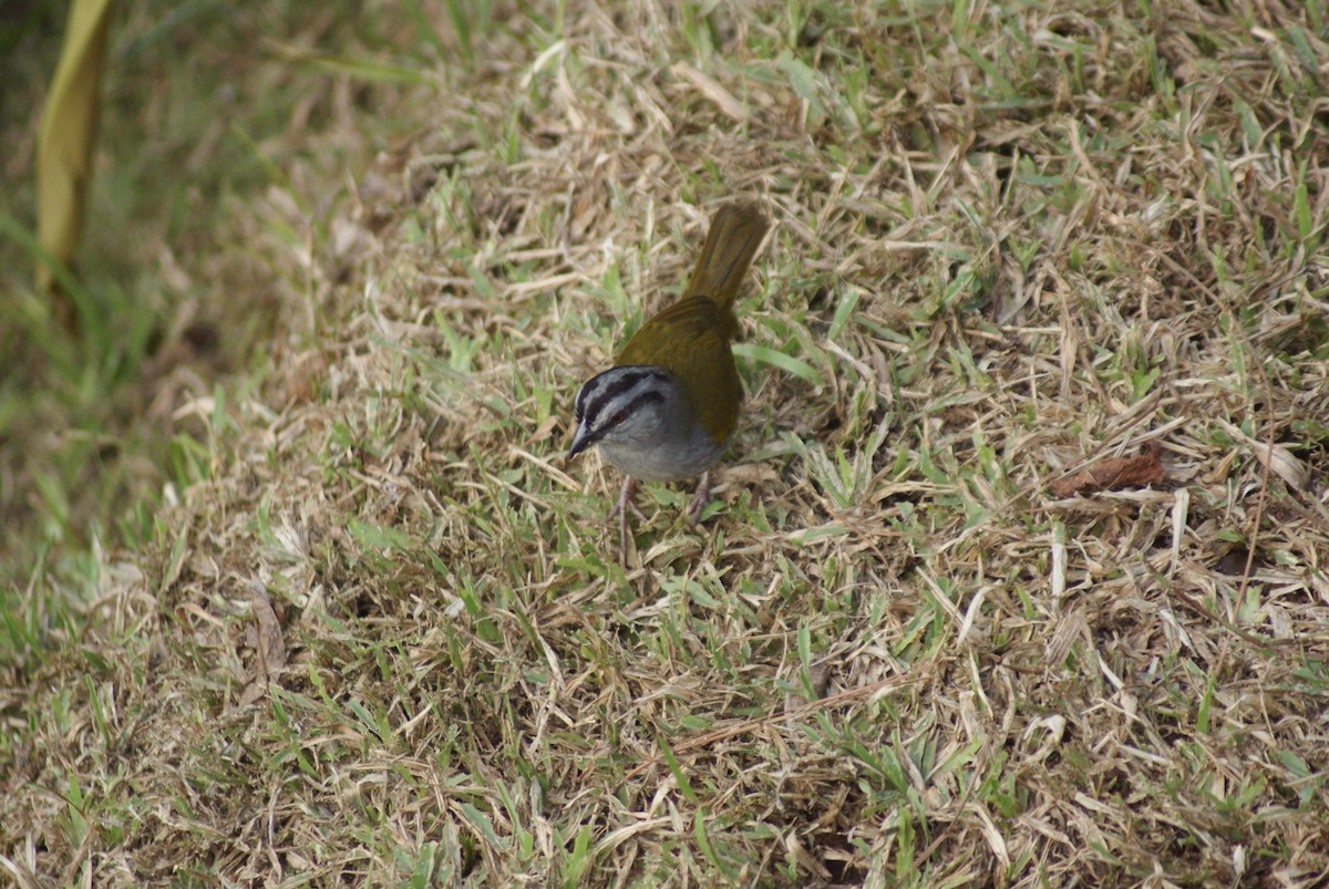 Black-striped Sparrow - ML137478101