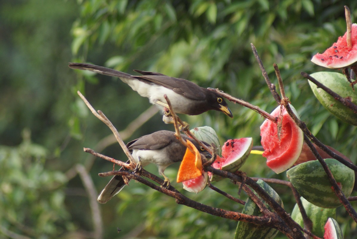 Brown Jay - ML137478171