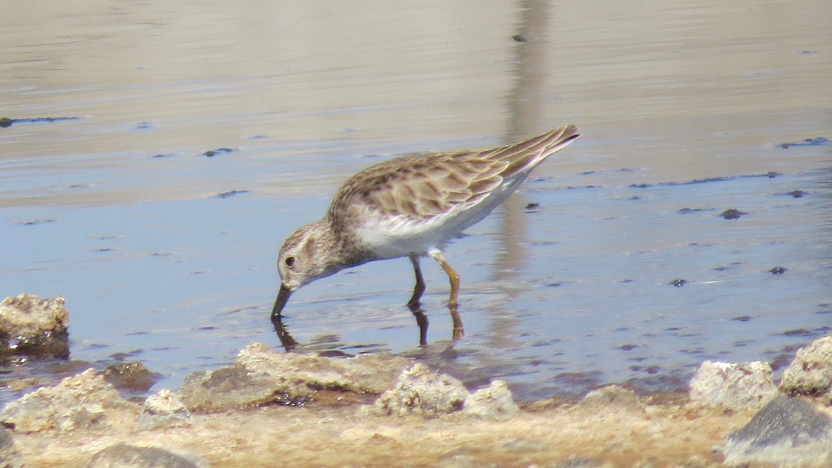 pygmésnipe - ML137479091