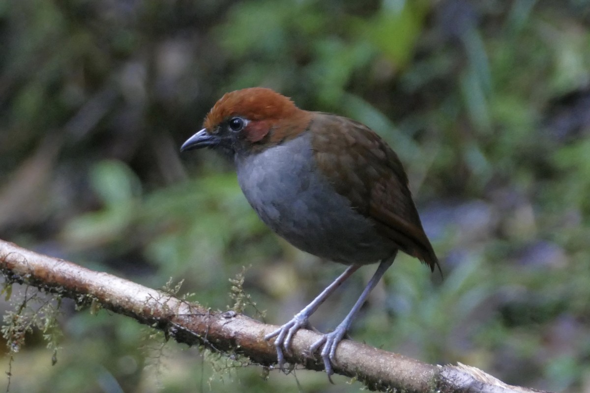 Grallaire à nuque rousse - ML137480151