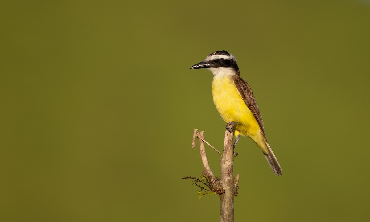 Boat-billed Flycatcher - Chris Wood