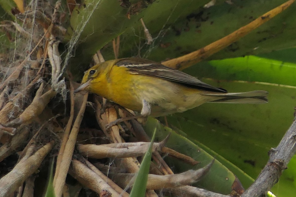 Pine Warbler - Robert Hamilton