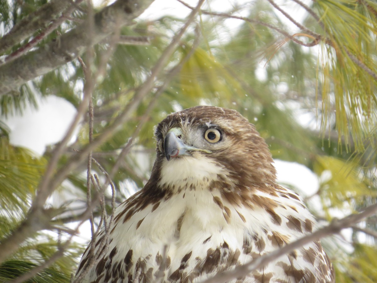 Red-tailed Hawk - ML137482471