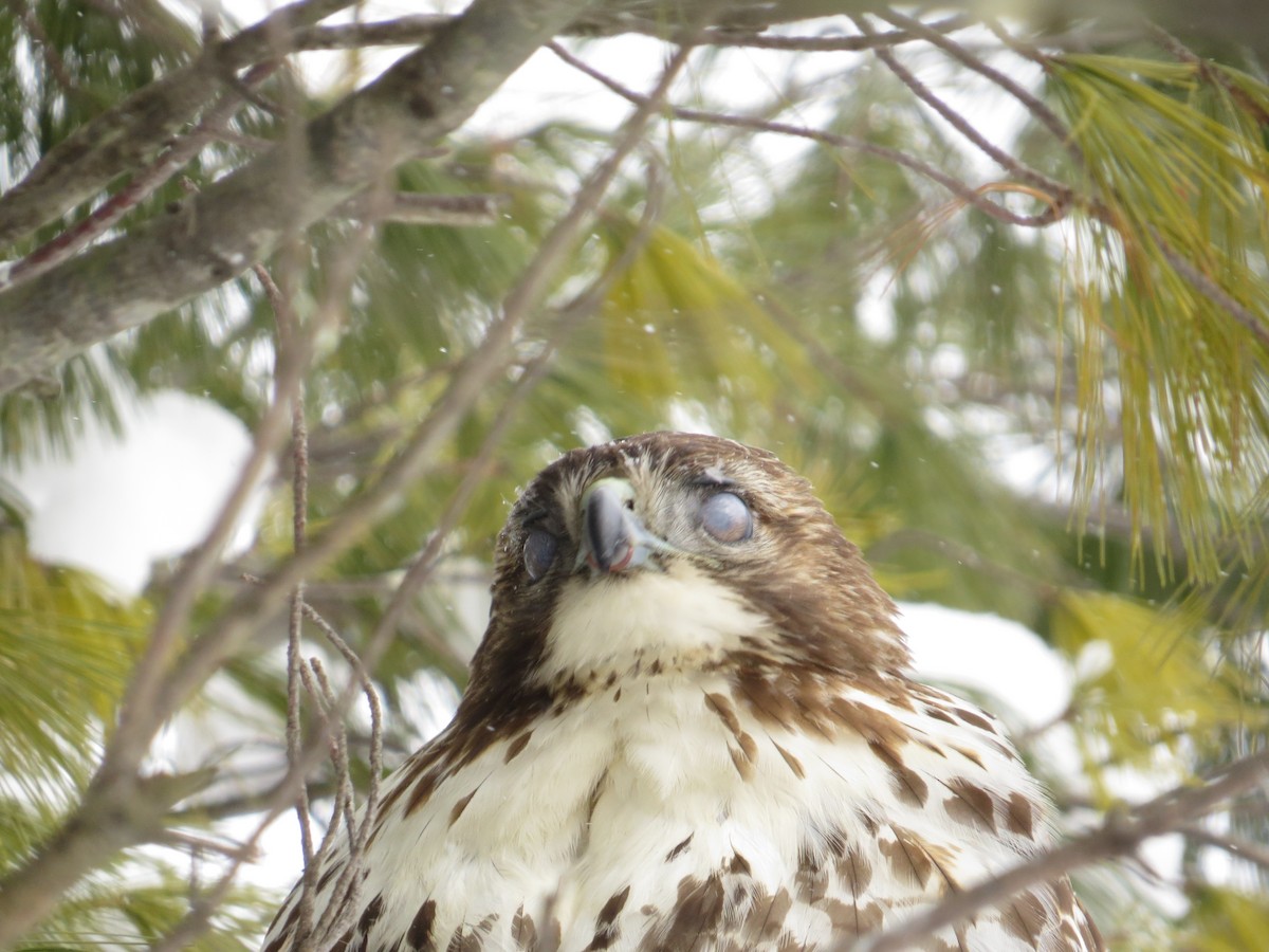 Red-tailed Hawk - ML137482481