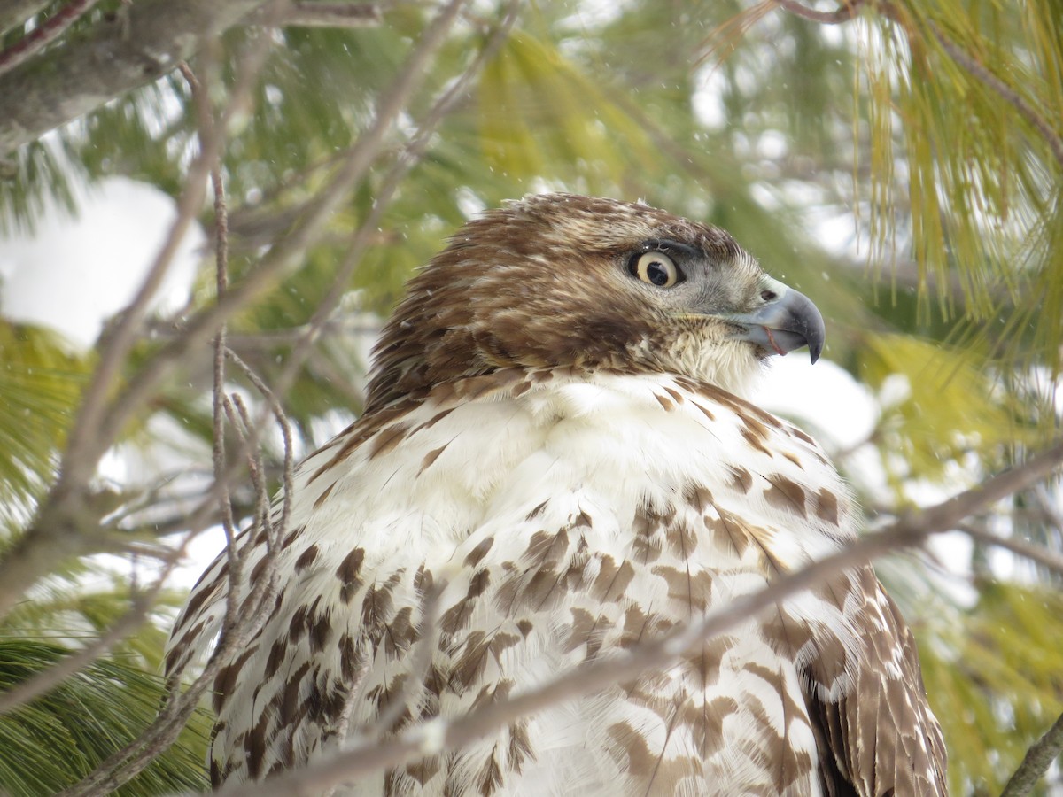 Red-tailed Hawk - ML137482501