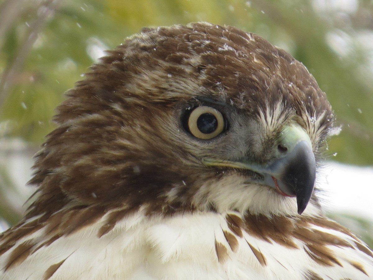 Red-tailed Hawk - ML137482691
