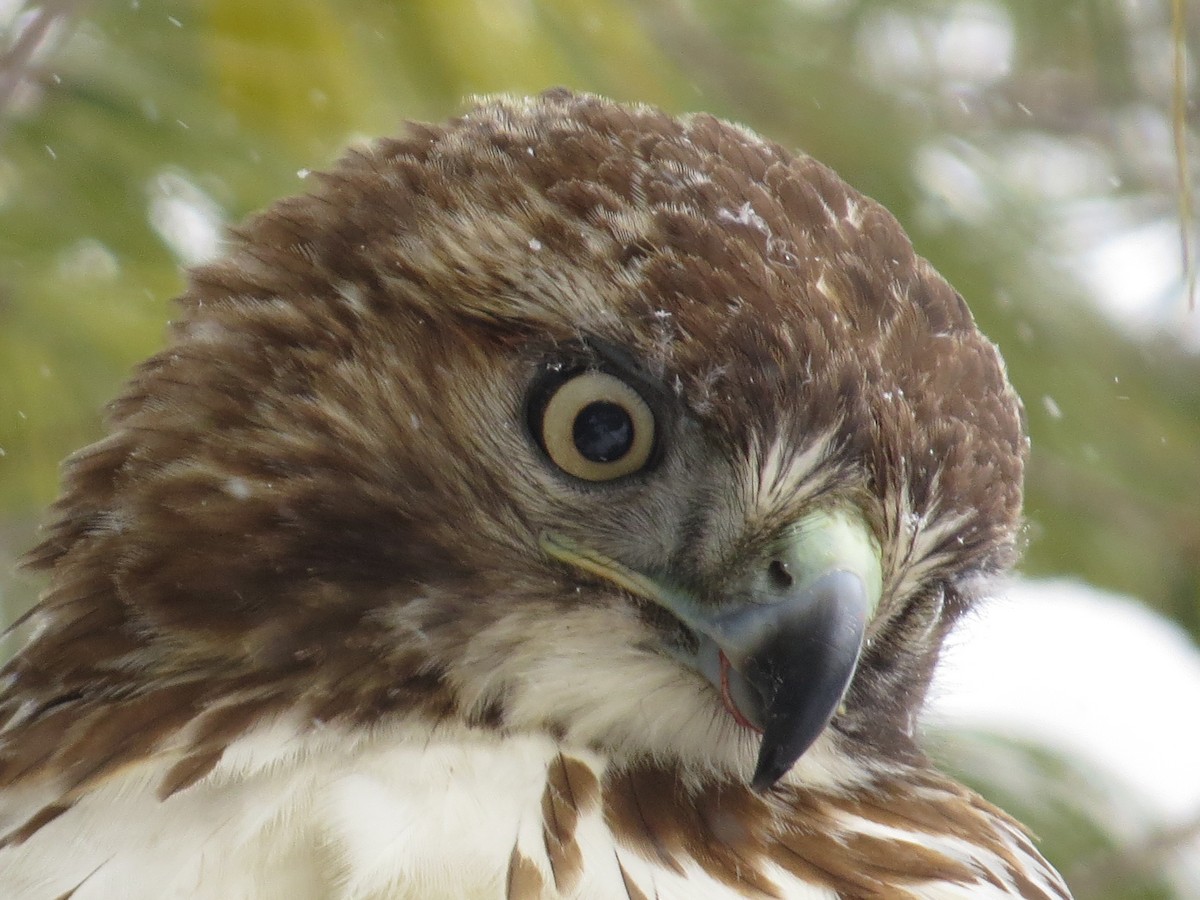 Red-tailed Hawk - ML137482721