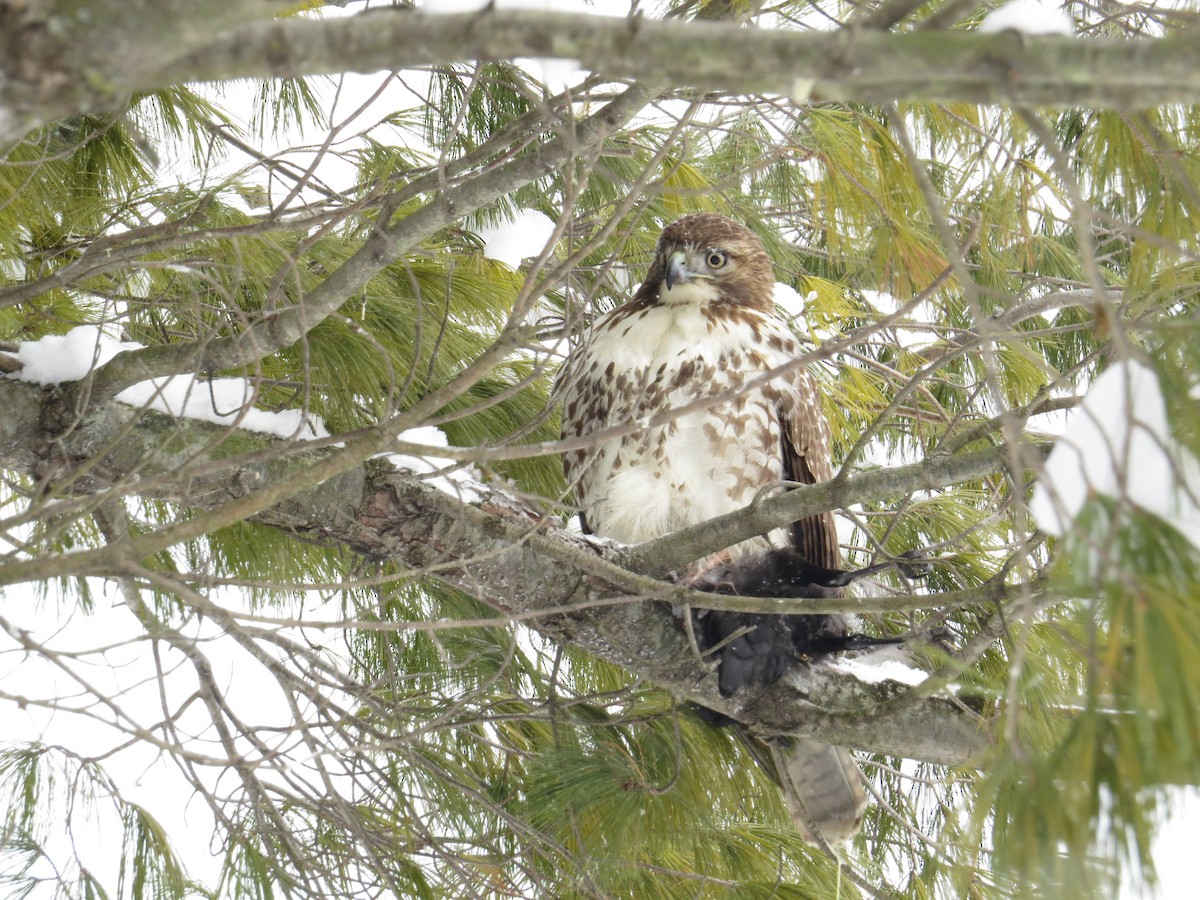 Red-tailed Hawk - ML137482731