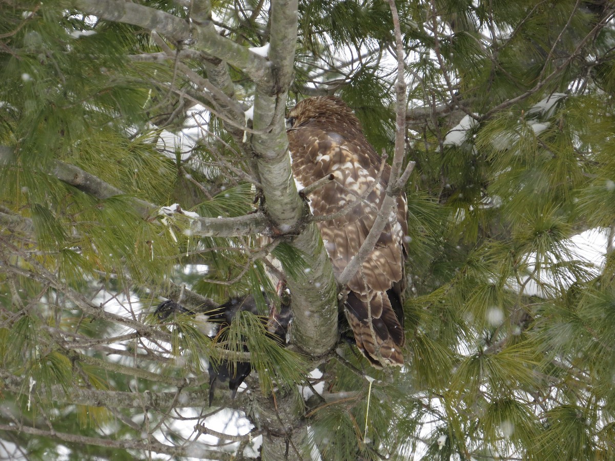 Red-tailed Hawk - ML137482741