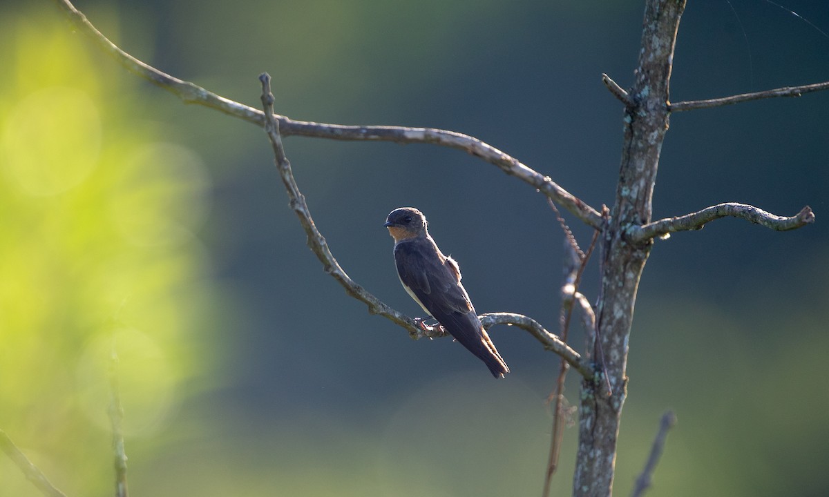 Golondrina Gorjirrufa - ML137485971