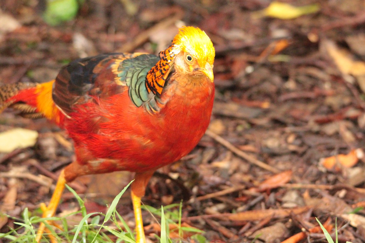 Golden Pheasant - ML137487041