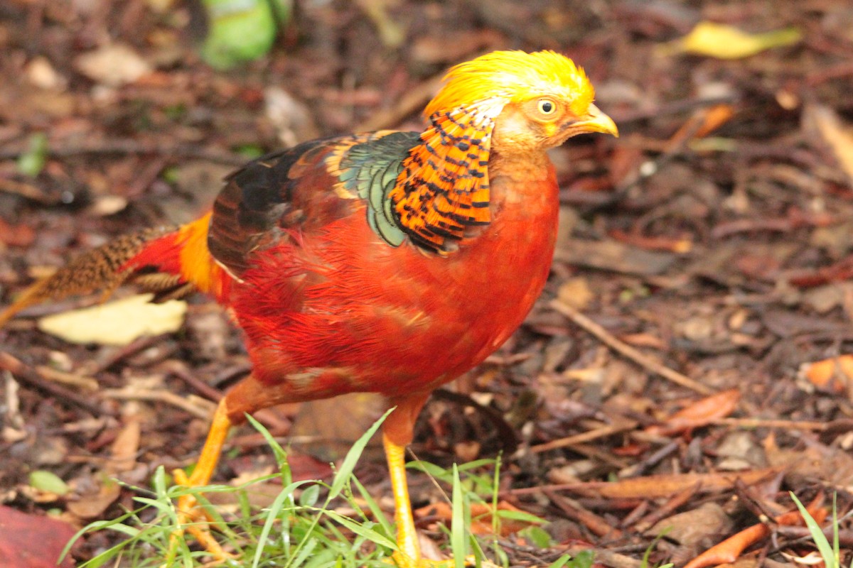 Golden Pheasant - ML137487051