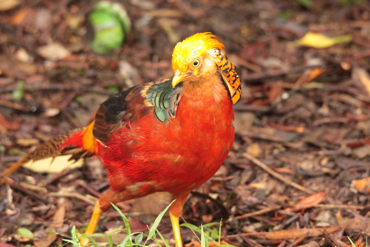 Golden Pheasant - ML137487071