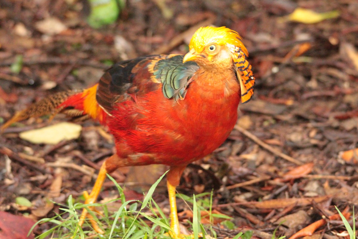 Golden Pheasant - ML137487081