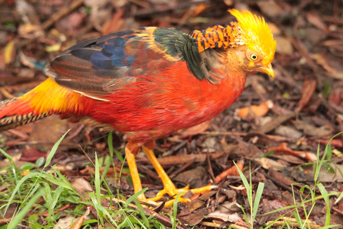 Golden Pheasant - ML137487091