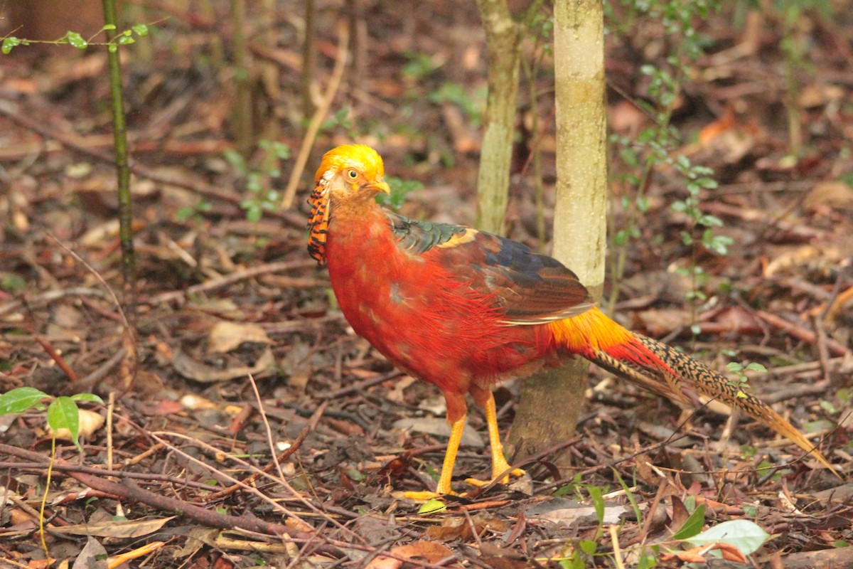 Golden Pheasant - ML137487101