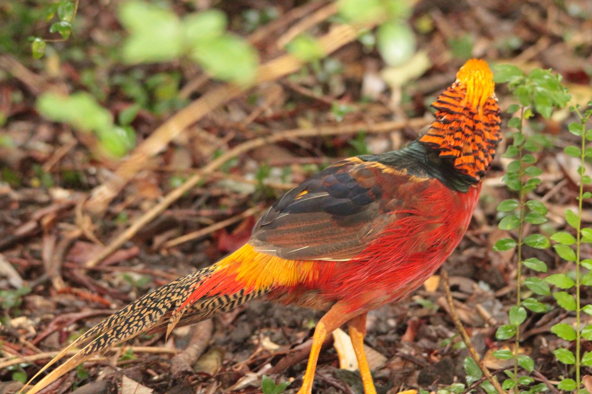 Golden Pheasant - ML137487391