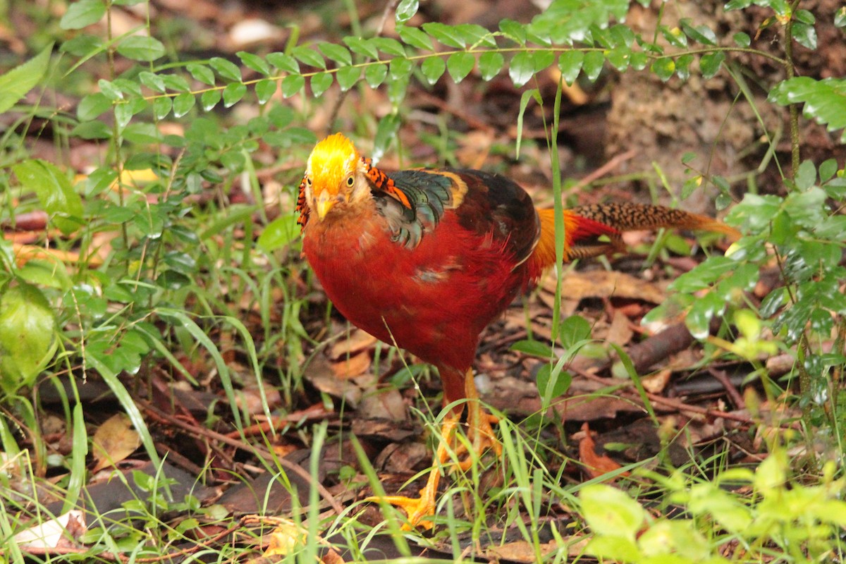 Golden Pheasant - ML137487401