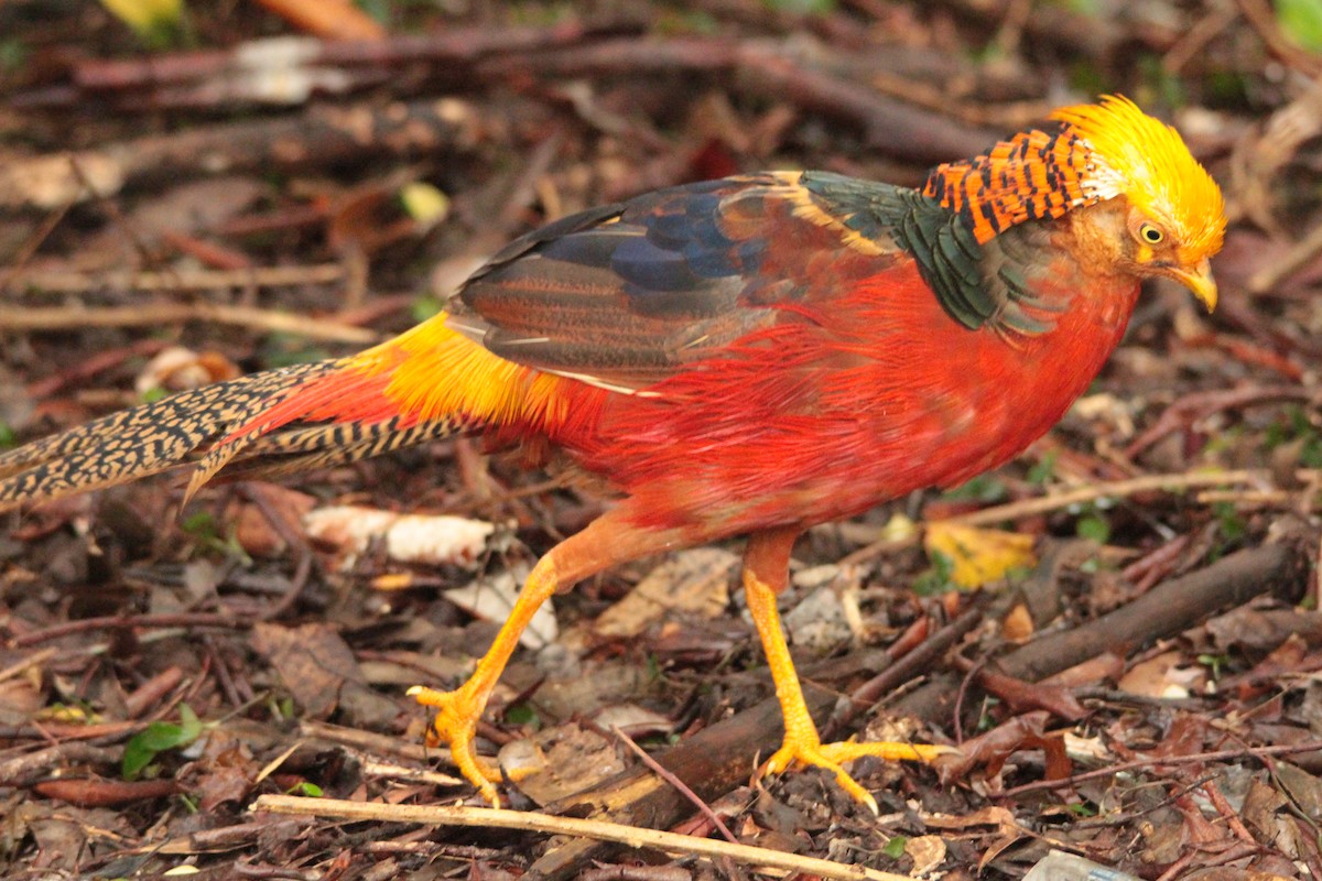 Golden Pheasant - ML137487411