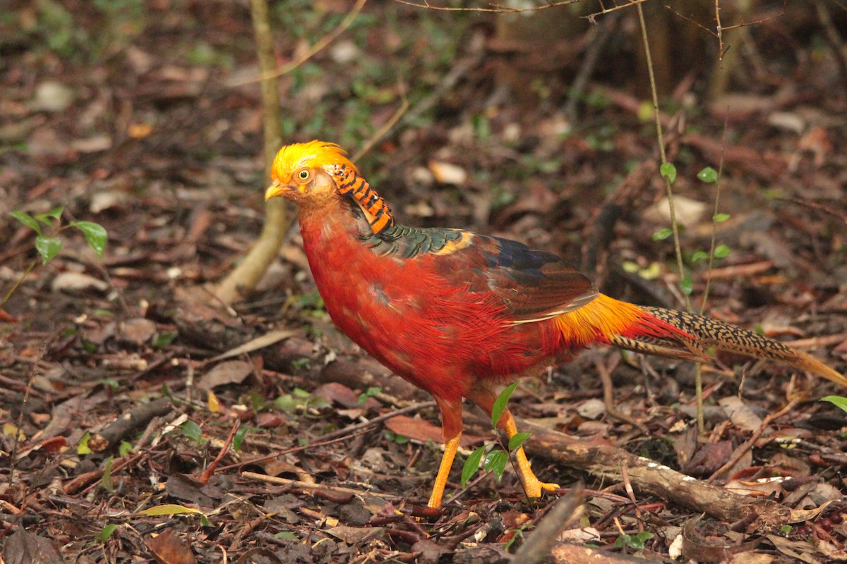 Golden Pheasant - ML137487441