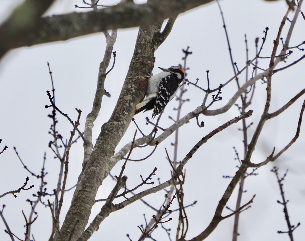 Hairy Woodpecker - Peter Gagarin