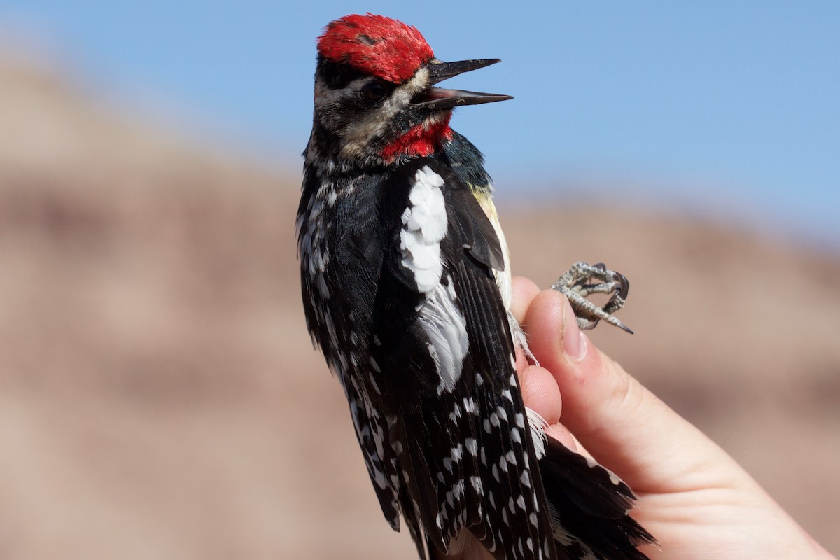 Red-naped Sapsucker - ML137491271