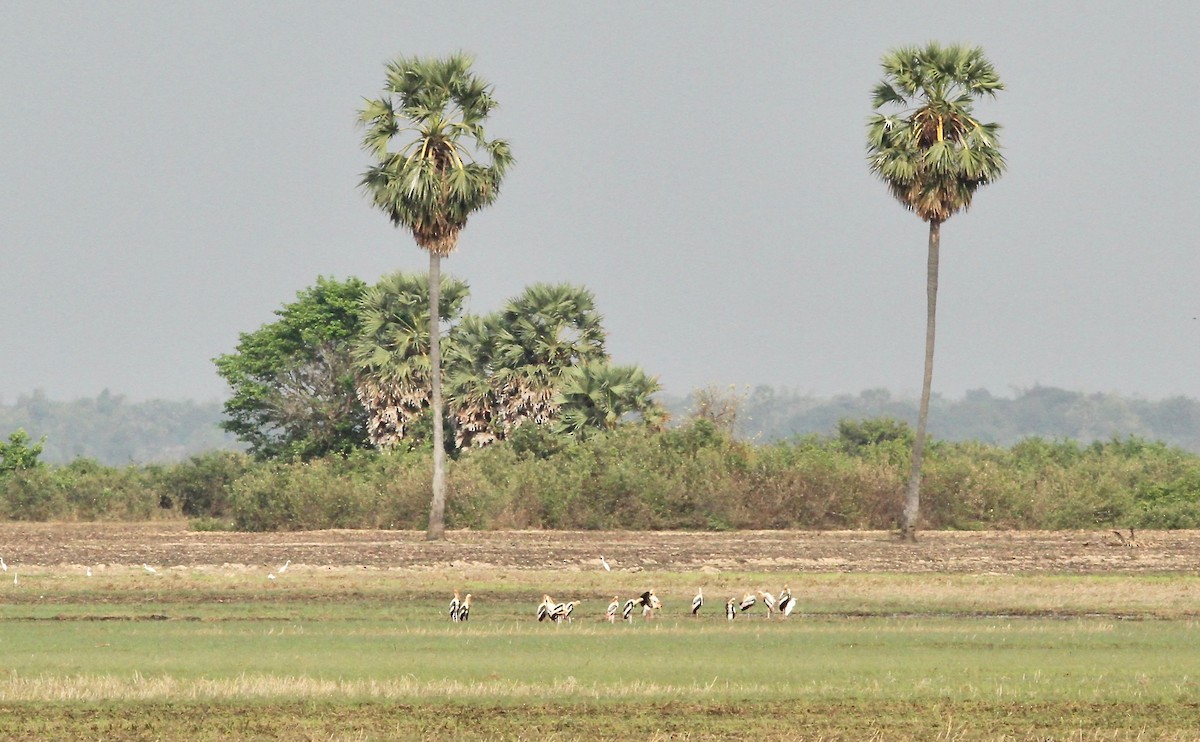 Painted Stork - ML137491431