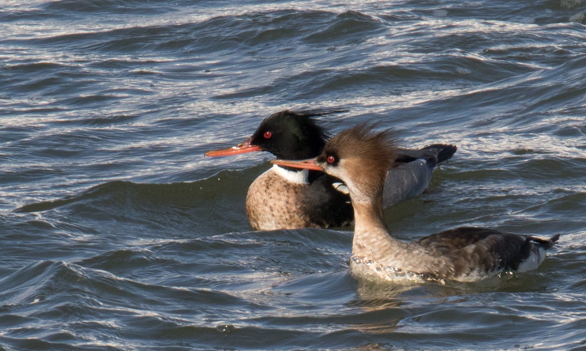Red-breasted Merganser - ML137491681