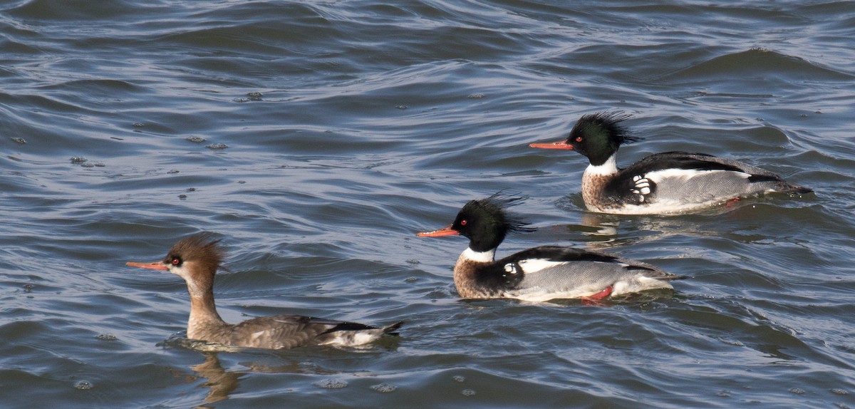 Red-breasted Merganser - ML137491711